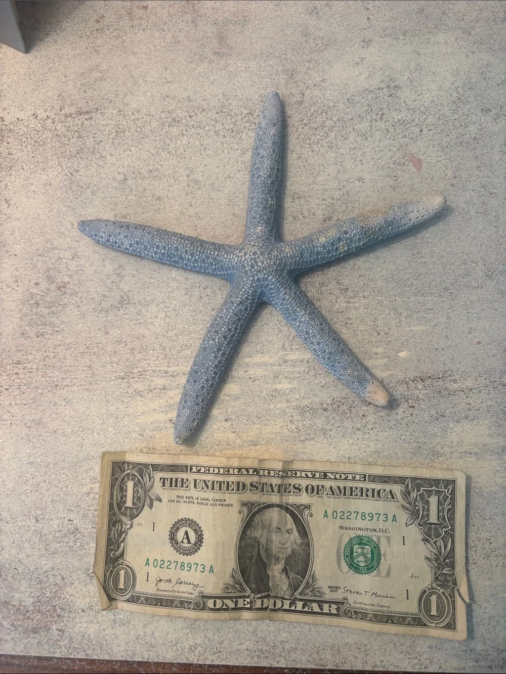 Coastal Starfish Wall Decor Set in Beige & Gray 7 in total